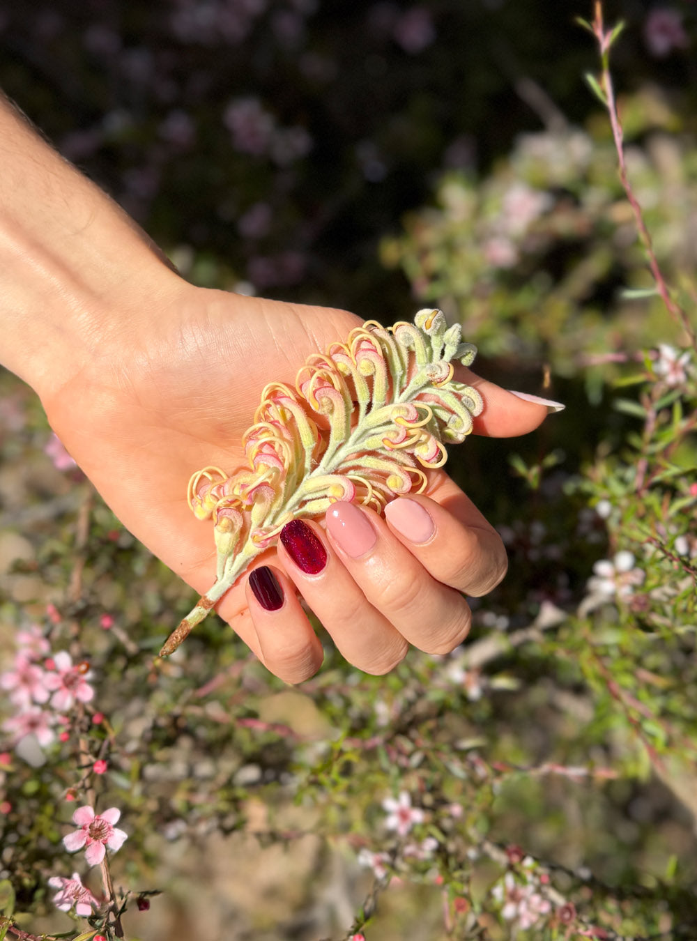A fair skin hand holding a soft pink and green grevillea flowers. Natural, healthy nails are painted in the Midsummer collection colours 